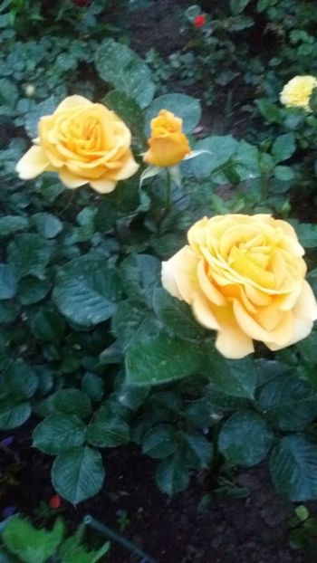 Capucino -iubitul Doinitei,iubita mea - Gradina 2019