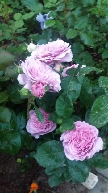 Lavander ice - Gradina 2019