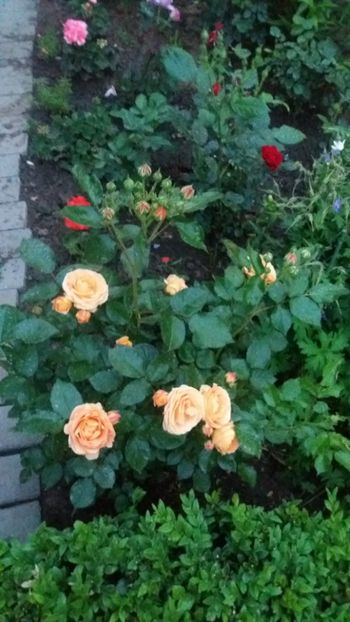 Dolce vita - Gradina 2019