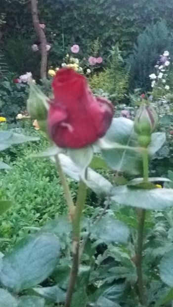 Ingrid Bergman-boboc urias - Gradina 2019