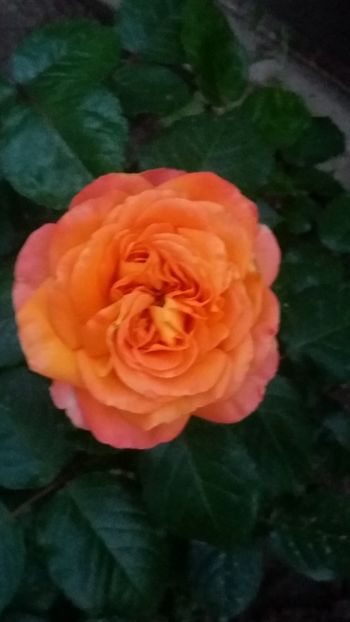 Honolulu - Gradina 2019