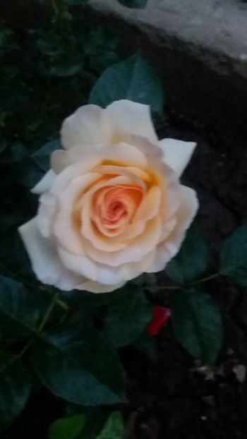 Bordure champagne - Gradina 2019