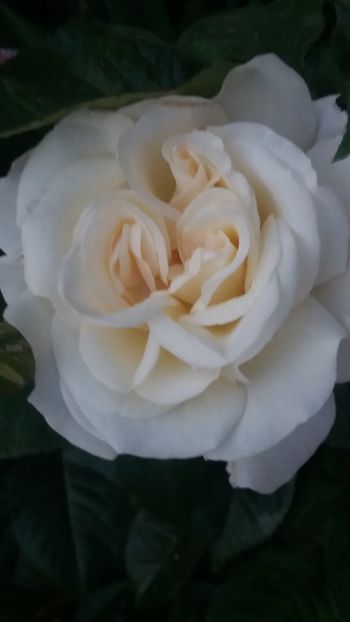 PalaysRoyal - Gradina 2019