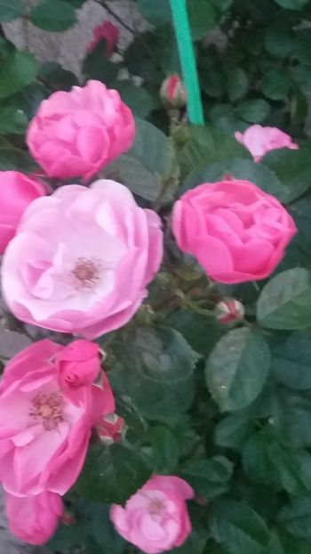 Angela - Gradina 2019