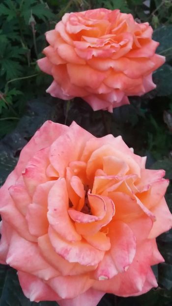 Flora Danica - Gradina 2019