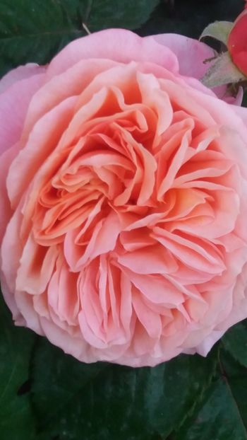 Mary Ann - Gradina 2019