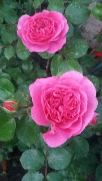 Baronesse - Gradina 2019