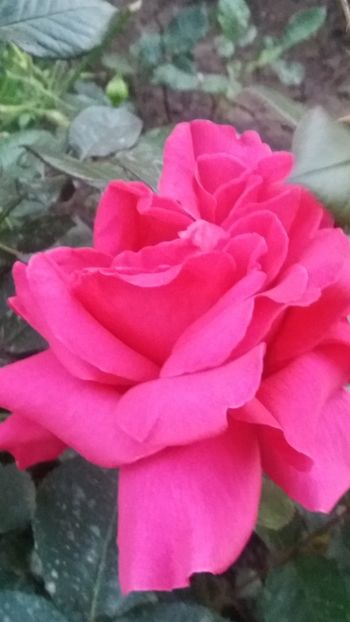 Gorgeny - Gradina 2019