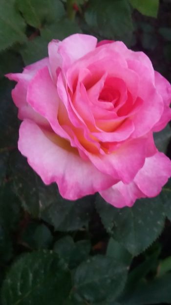 Gorgeous Paramont - Gradina 2019