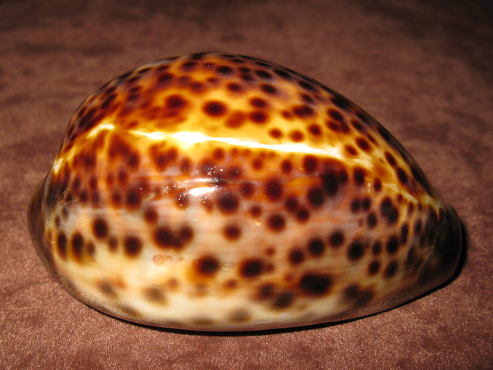 Cypraea tigris