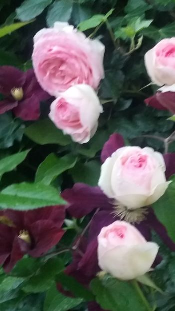 Eden rose - Gradina 2019