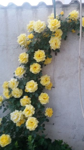 Rimosa - Gradina 2019