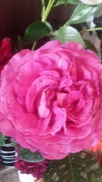 Chatreuse du pharme - Gradina 2019