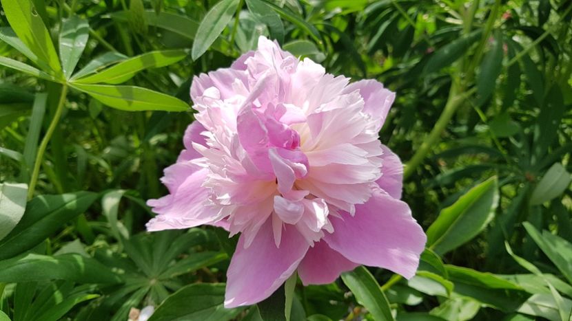 Gay Paree Gradina Mosului , mai degraba Whooper - 2019 Bujori