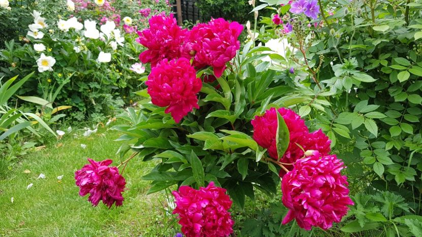 L'eclatante in loc de Nice Gall _ Dianadia - 2019 Bujori