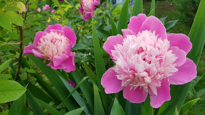 Trebuia sa fie Bowl of Beauty de la Anthesis - 2019 Bujori