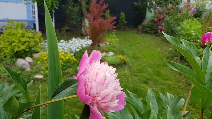 Bowl of Beauty Anthesis - 2019 Bujori