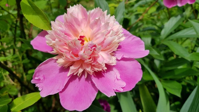 Bowl of Beauty Anthesis - 2019 Bujori
