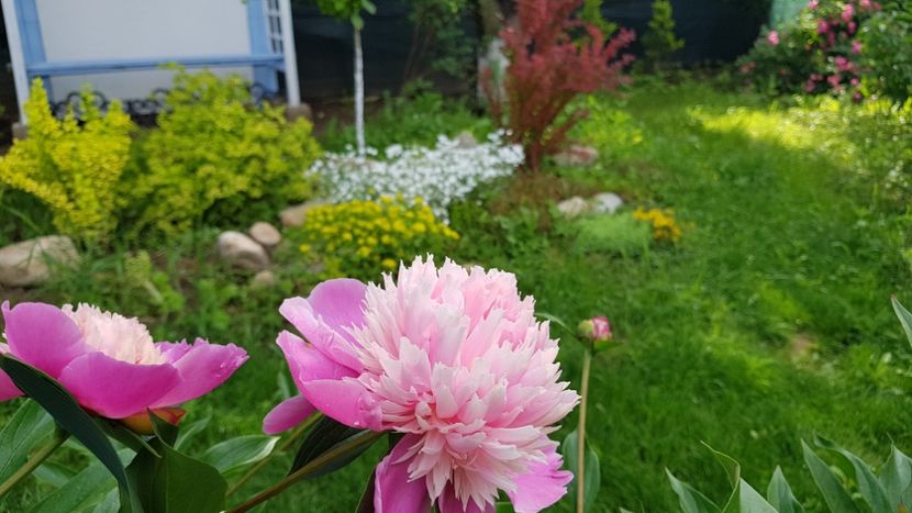 ??? Anthesis bowl of beauty ? - 2019 Bujori