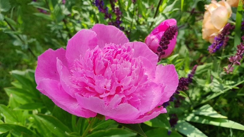 Bouquet Perfect - 2019 Bujori