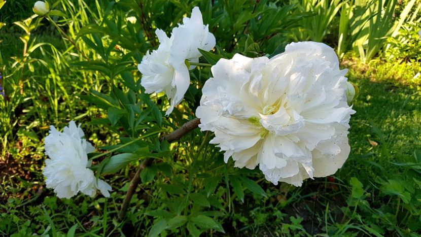 Trebuia sa fie Pink Suprem de la Anthesis - 2019 Bujori