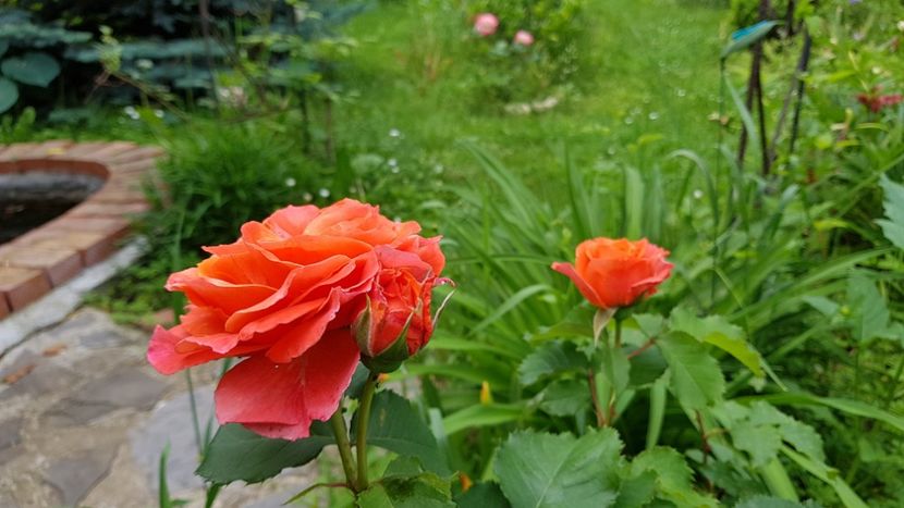  - 2019 Gradina Rozelor