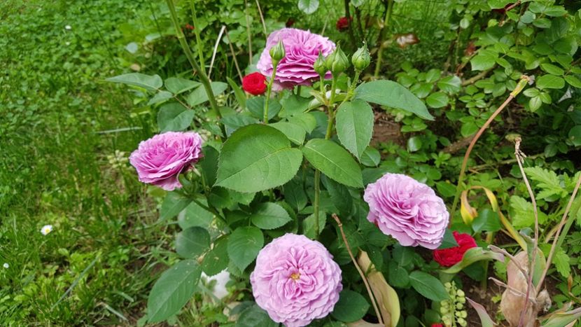  - 2019 Gradina Rozelor