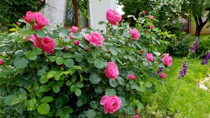  - 2019 Gradina Rozelor