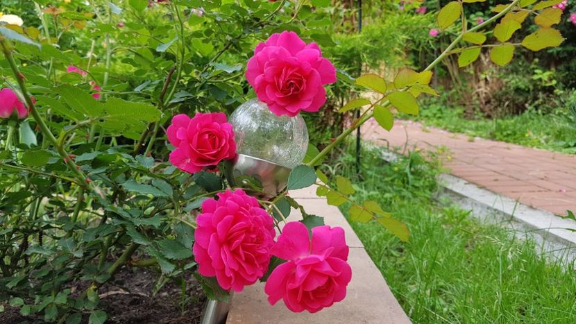  - 2019 Gradina Rozelor