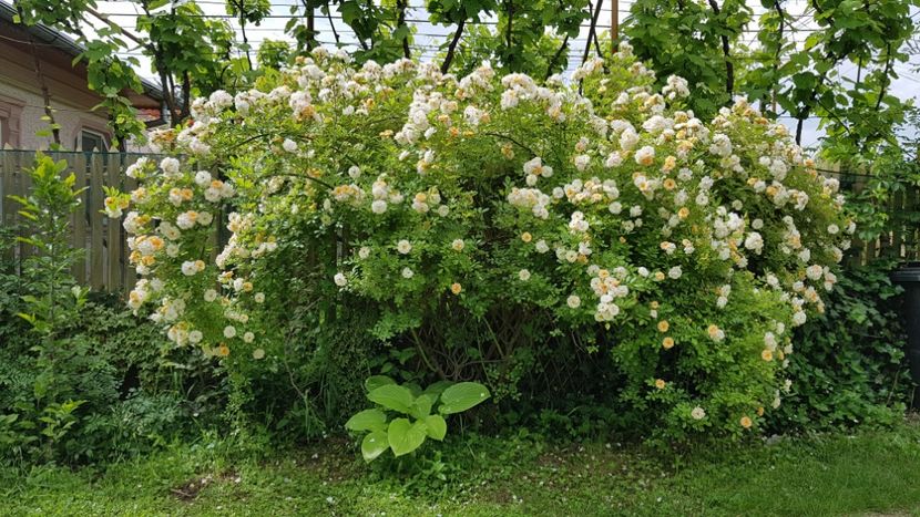  - 2019 Gradina Rozelor