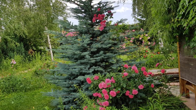  - 2019 Gradina Rozelor