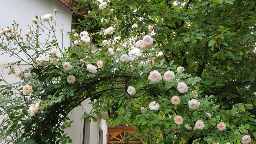  - 2019 Gradina Rozelor