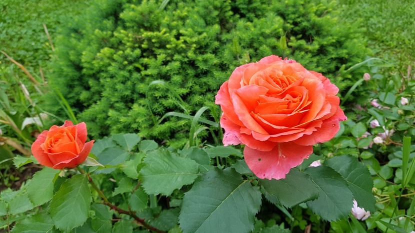  - 2019 Gradina Rozelor