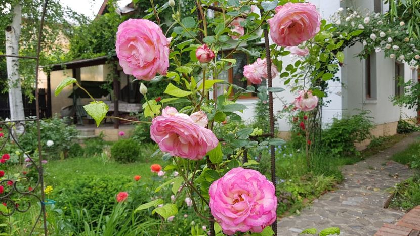  - 2019 Gradina Rozelor