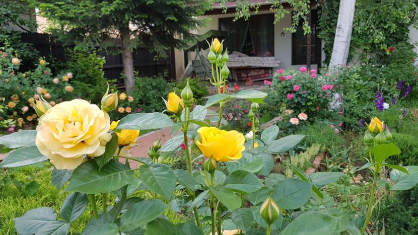  - 2019 Gradina Rozelor