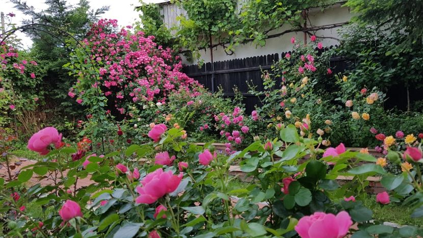  - 2019 Gradina Rozelor