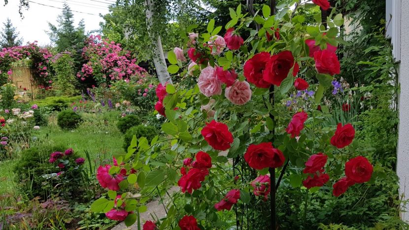  - 2019 Gradina Rozelor