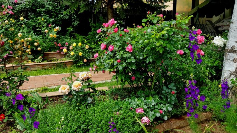  - 2019 Gradina Rozelor