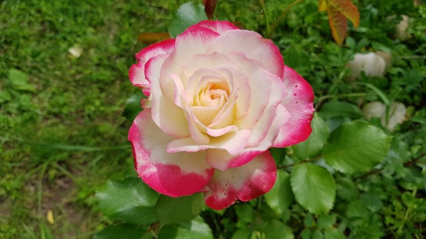  - 2019 Gradina Rozelor