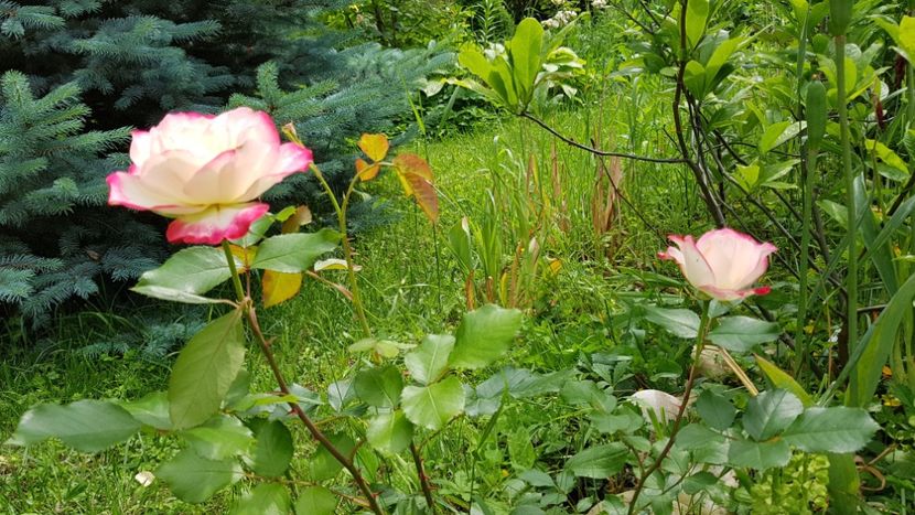  - 2019 Gradina Rozelor