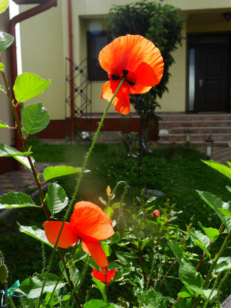  - FLORI DE EXTERIOR