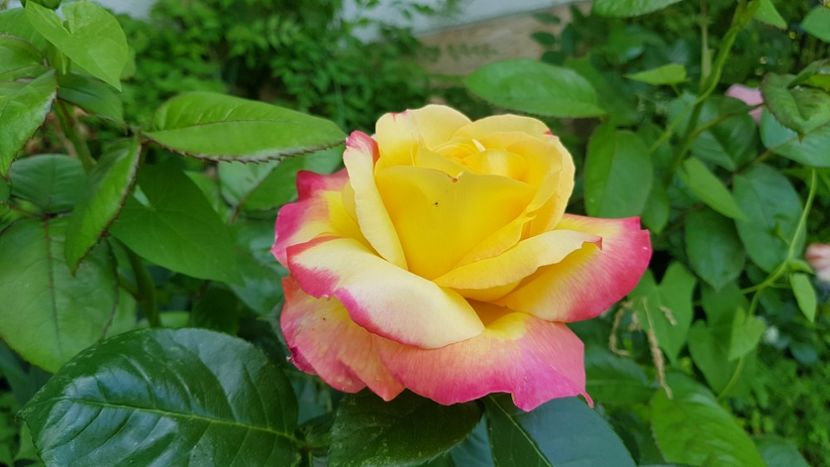  - 2019 Gradina Rozelor
