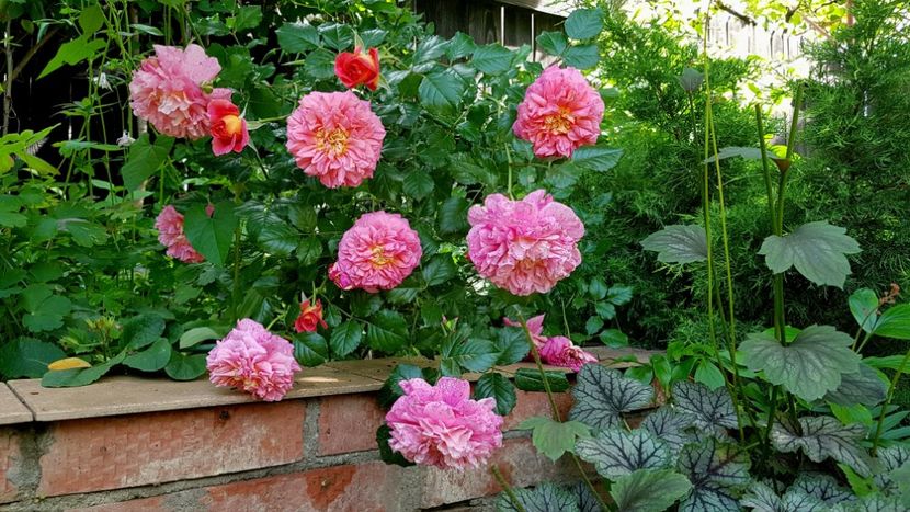  - 2019 Gradina Rozelor