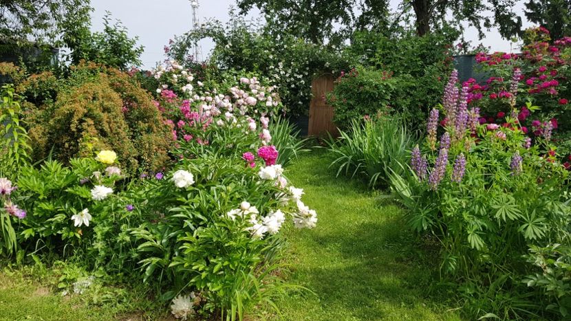  - 2019 Mai Idilic Garden