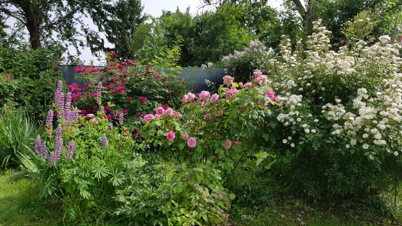  - 2019 Mai Idilic Garden