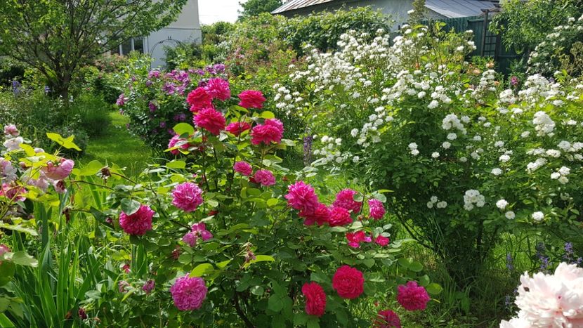  - 2019 Mai Idilic Garden