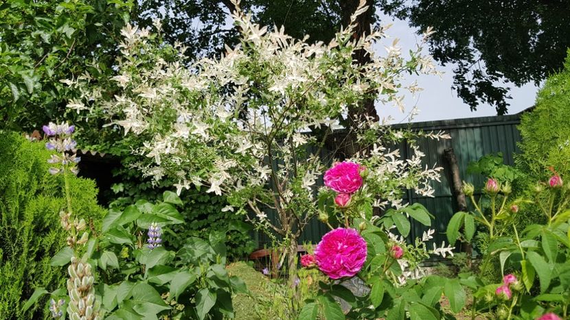  - 2019 Mai Idilic Garden