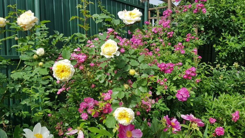  - 2019 Mai Idilic Garden