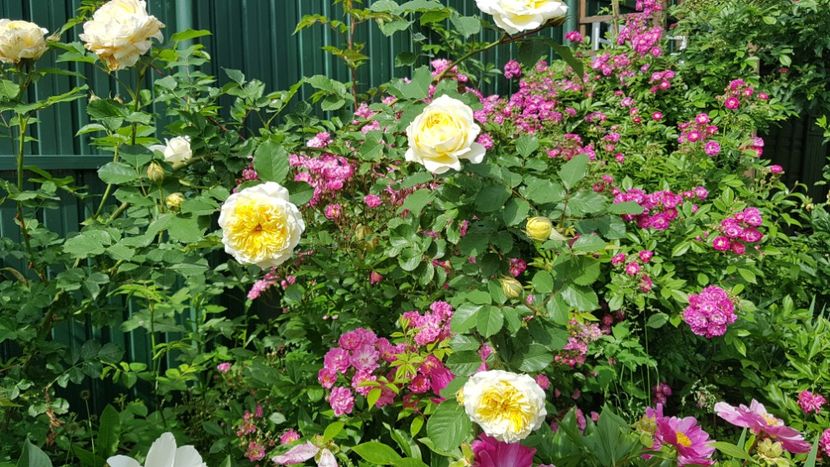  - 2019 Mai Idilic Garden