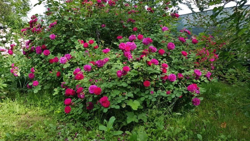  - 2019 Mai Idilic Garden